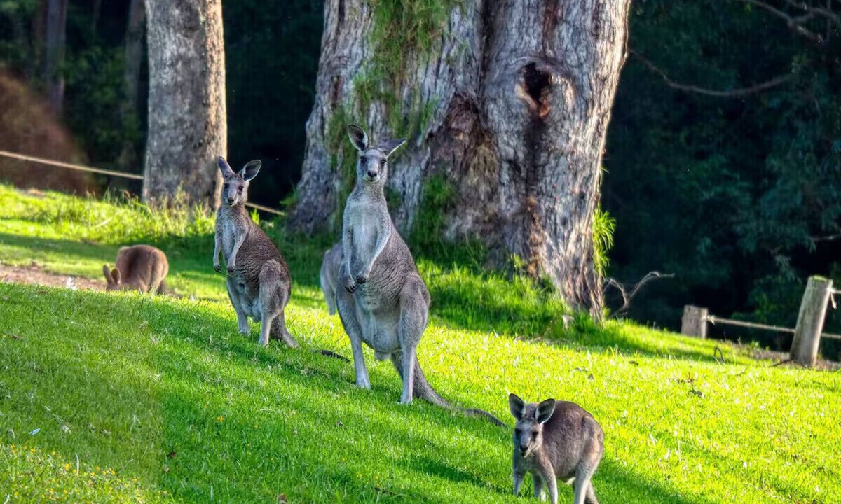 Broadmeadows Bed & Breakfast | Private room adjacent a Kangaroo filled valley. Near Melbourne Airport. Pets ✓