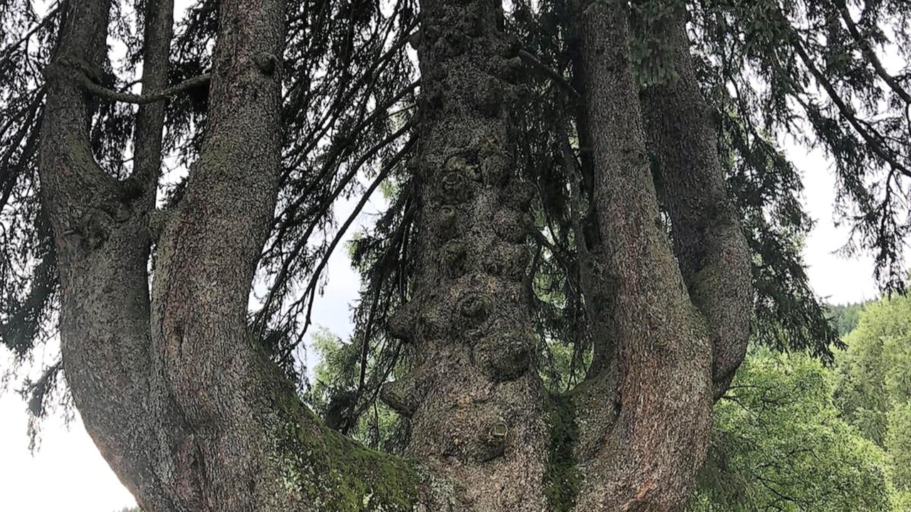 Photo of Others in Arriach