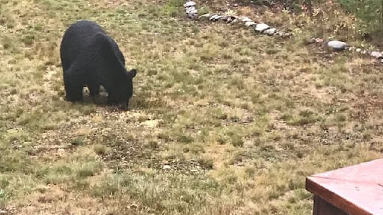Photo of Others in West Glacier