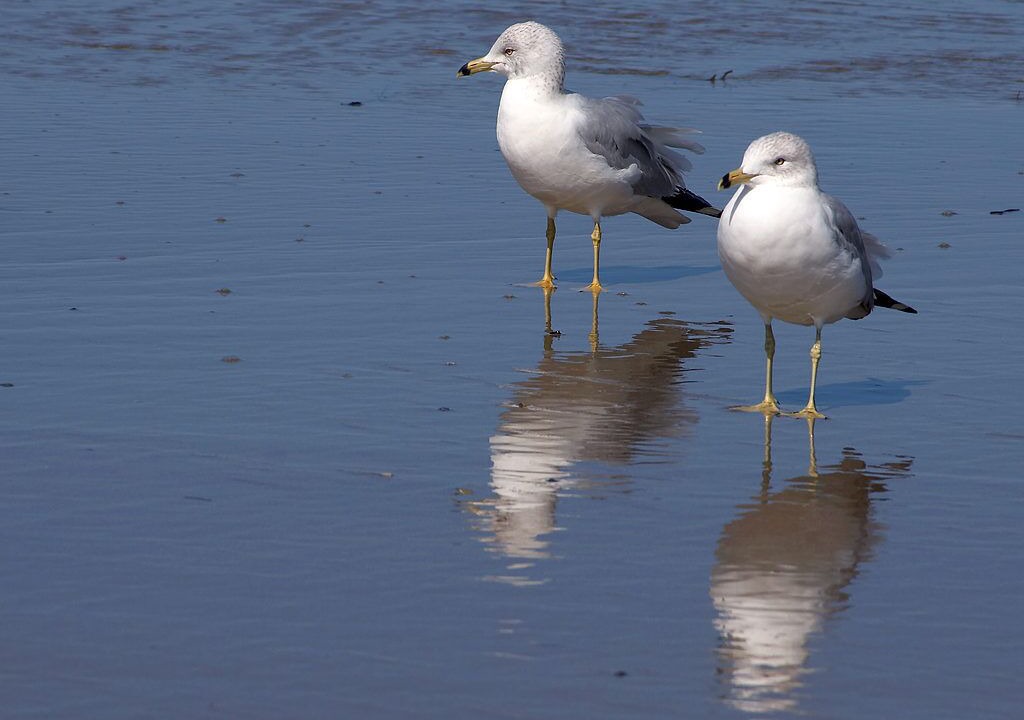 Photo of Others in Northwest Harbor