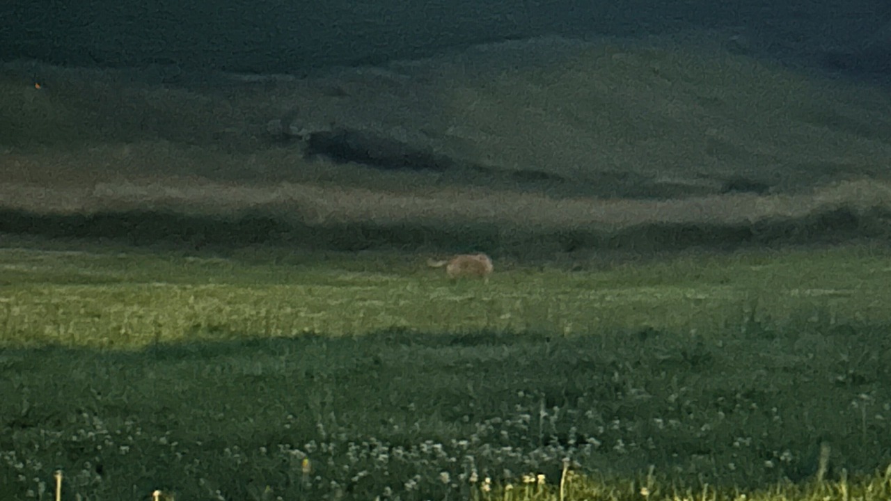 Photo of Others in Savanna