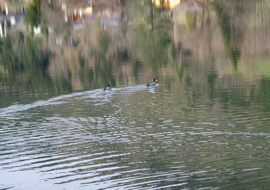 Photo of Others in Feld am See